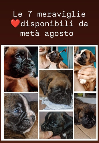 Cuccioli boxer disponibili - di,