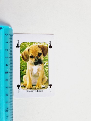 Stanley boxer cane dog card - boxer,
