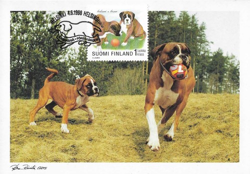 Boxer boxeri cani cute - boxeri,