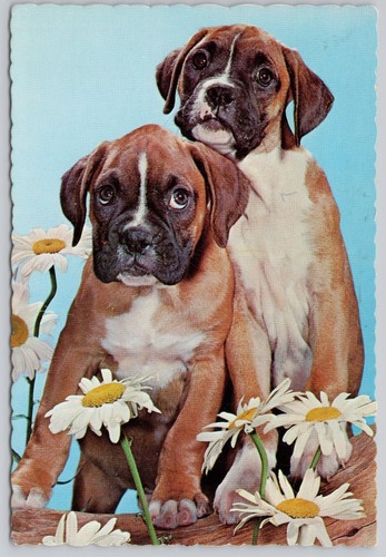Cartolina puppi boxer non - cartolina,