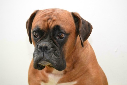 Poster cane boxer immagine - poster,