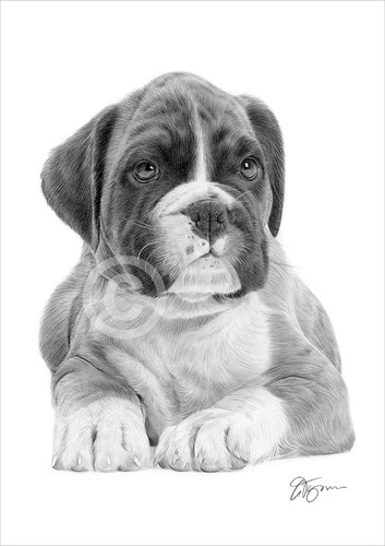 Boxer cucciolo cane matita - cane,