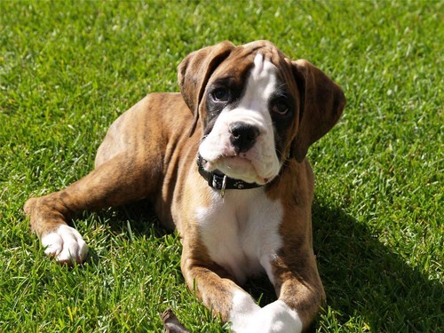 Poster lucido cucciolo pugile - lucido,