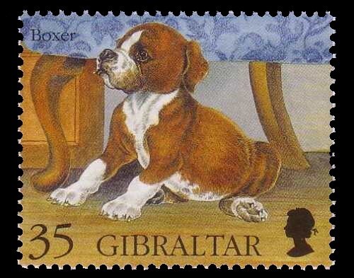 Boxer cani cuccioli - boxer,,