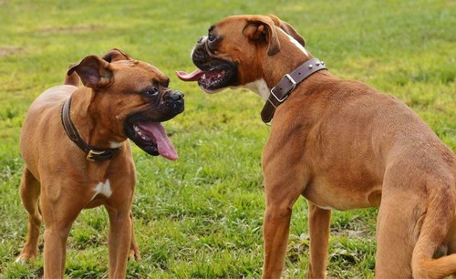 Poster cane boxer immagine - boxer,