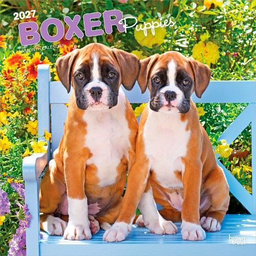 Boxer cuccioli calendario - boxer, da