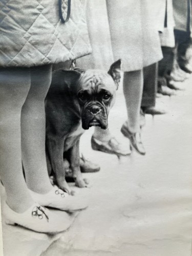 Foto vintage boxer cane - vintage,