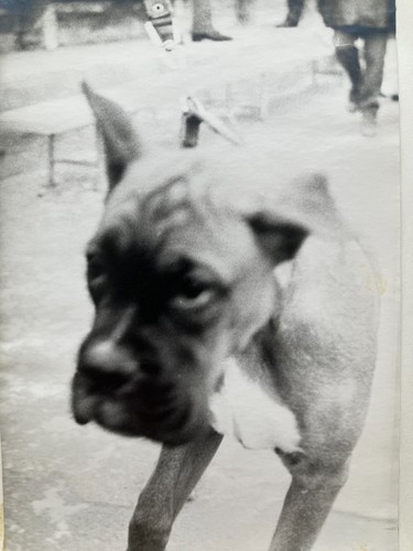 Primo piano foto boxer - , cane