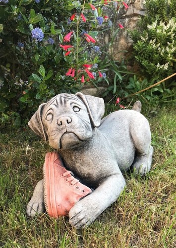 Boxer cucciolo cane con scarpa