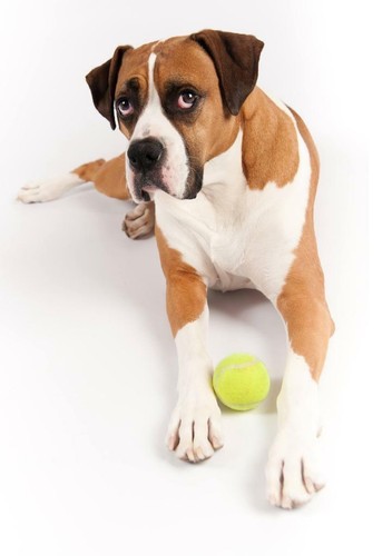 Poster cane boxer immagine - poster,