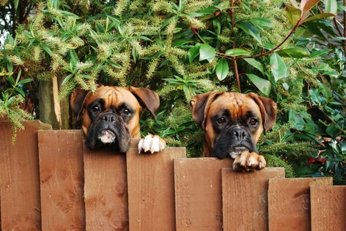 Poster cane boxer immagine - boxer,