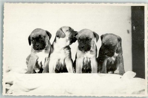 39626910 boxer per cuccioli - boxer,
