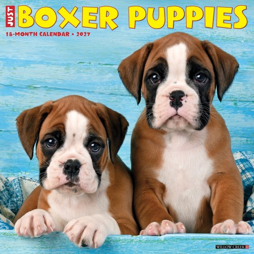 Boxer puppies 2027 - puppies, calendario