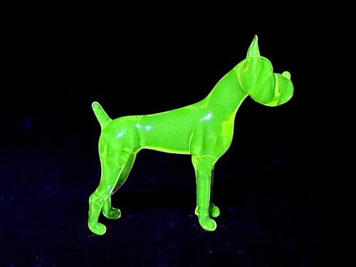 Boxer cane uranio vaselina