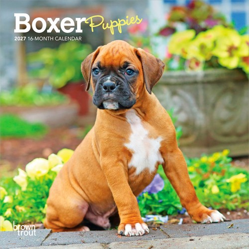 Boxer cuccioli 2027 7x14 - 2027, 7x14"