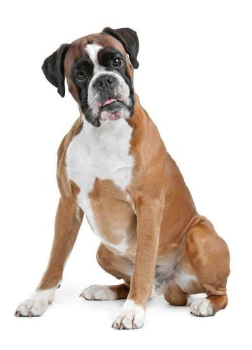 Poster cane boxer immagine - poster,
