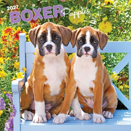 Boxer puppies 2027 square - boxer,