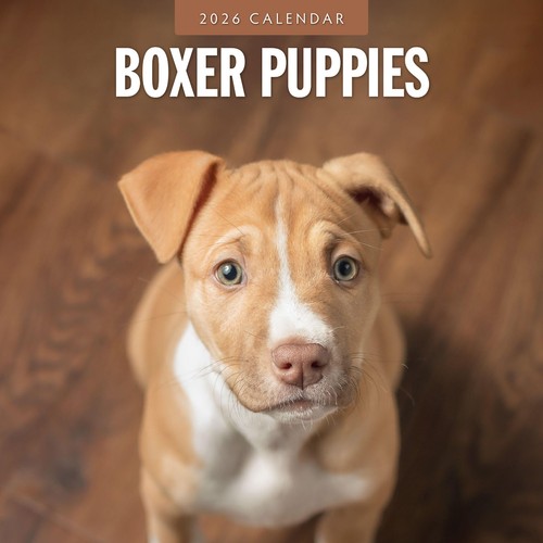 Boxer puppies 2026 calendario - puppies,